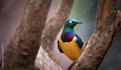 Golden-breasted Starling perched on the tree branch, Cosmopsarus regius