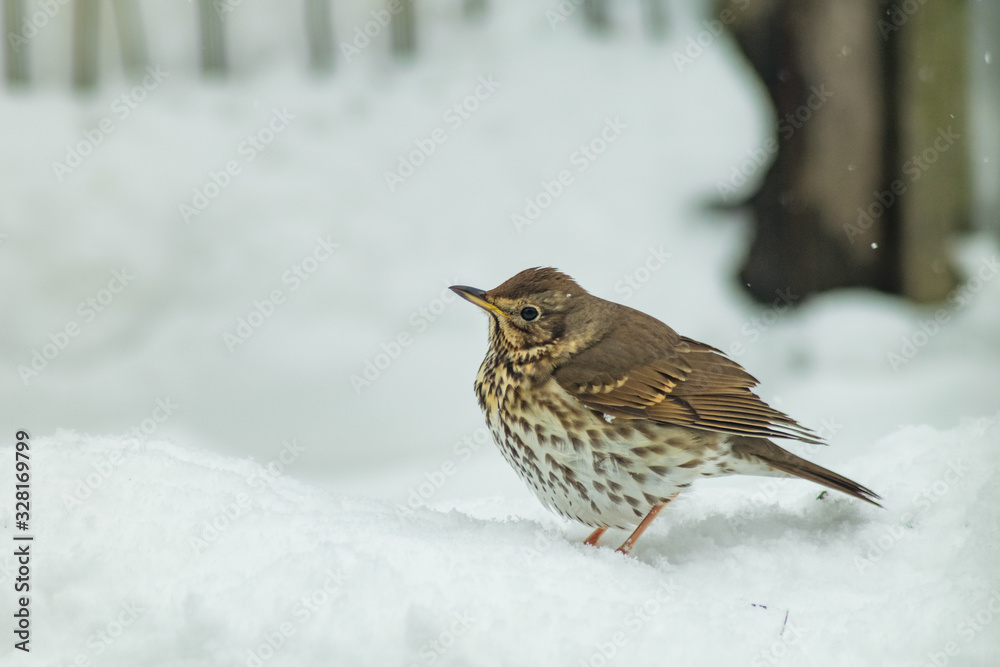 Fototapeta premium Turdus pilaris bird in winter wildlife