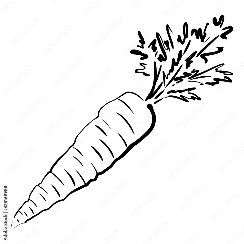Carrot Hand Drawn Vector Illustration. Isolated Vegetable Object Stock  Vector - Illustration of line, farm: 82227962