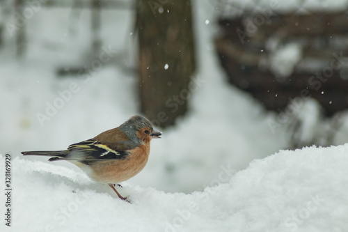 Finch bird winter in wildlife © Mihai