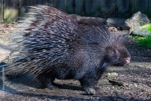 Porcupine standing with erect thorns, cute animal