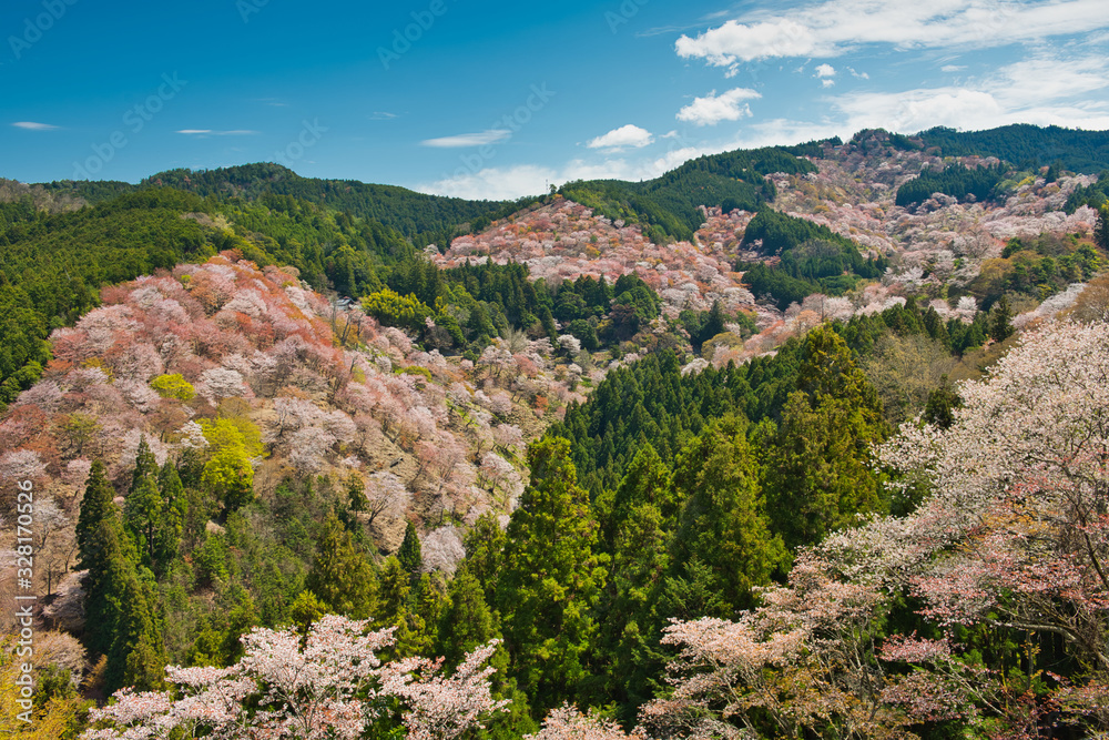 Naklejka premium Cherry Blossoms in Yoshino Nara Japan
