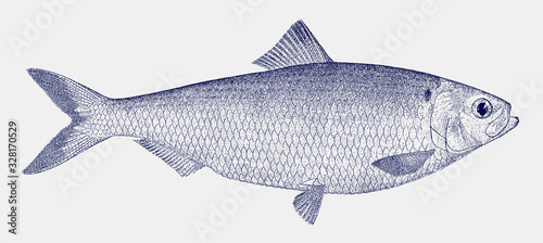 Female blueback herring, shad alosa aestivalis, a threatened fish from the east coast of North America
