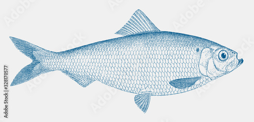 Female alewife, alosa pseudoharengus, a species of herring from north america in side view