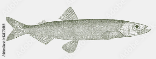 Capelin or caplin, mallotus villosus, a fish from the north atlantic and pacific ocean in side view photo
