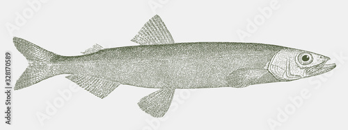 Capelin or caplin, mallotus villosus, a fish from the north atlantic and pacific ocean in side view