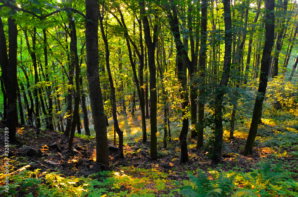 Fototapeta premium forest in autumn