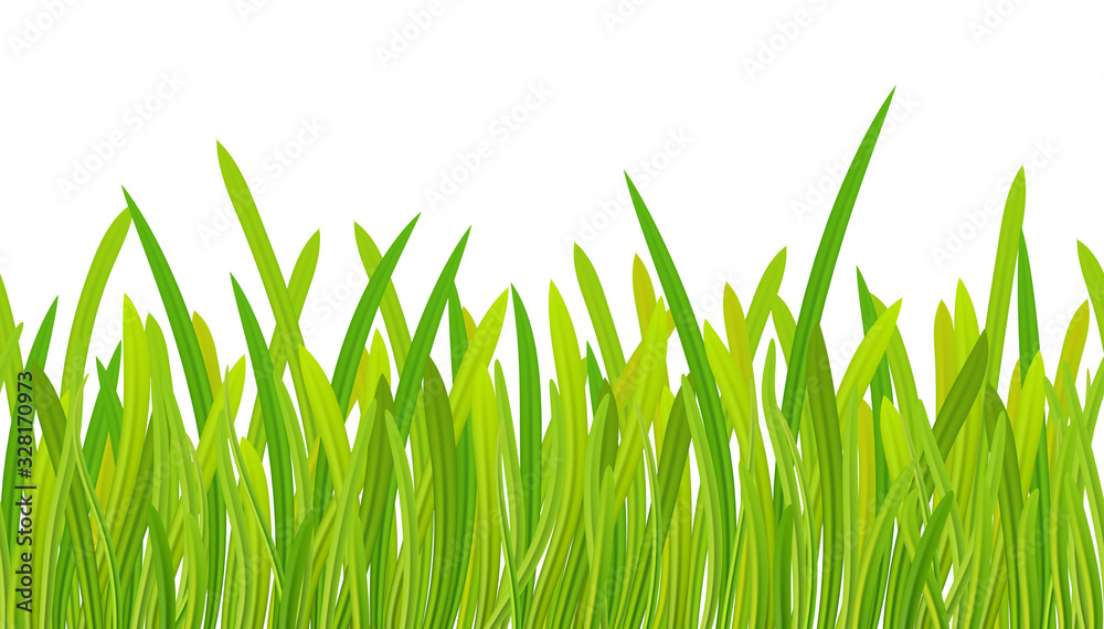 Fototapeta premium Summer. Spring. Green grass seamless pattern, spring fresh grass. Border grass. Isolated.