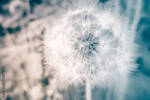 Fluffy dandelion flower growing in a spring garden. Abstract floral design card.