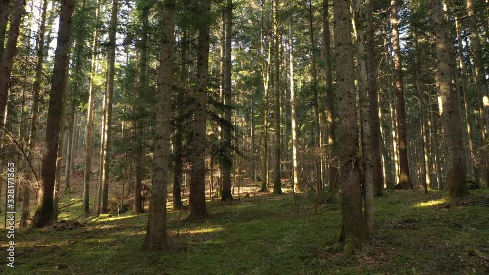 Morning fly inside mossy forest on beautiful bright sunny day. Morning fly inside mossy forest on beautiful bright sunny day.