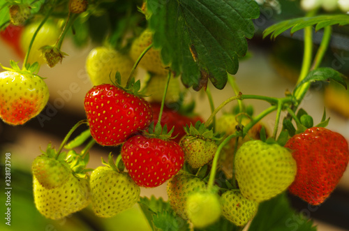 suculent red strawberry. organic food concept