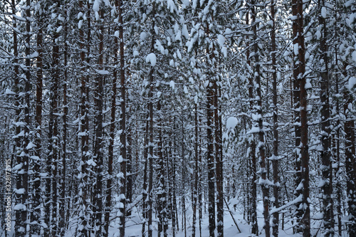 thin trees in the dense forest covered with snow