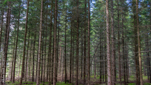 pine trees in the forest