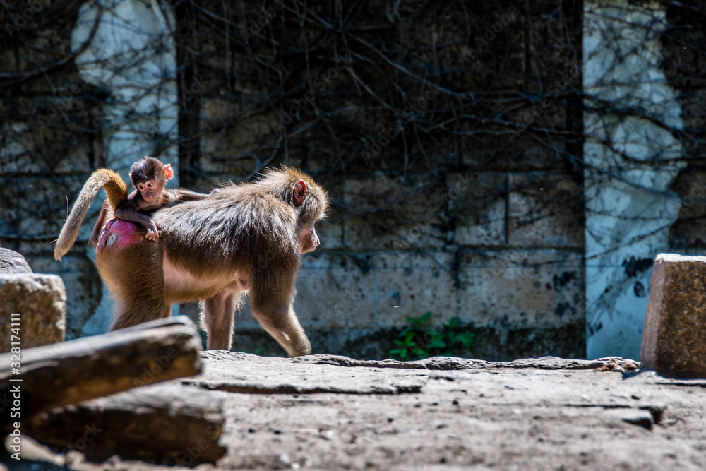 Obraz premium Baboon with child and brother and sister riding on mothers back