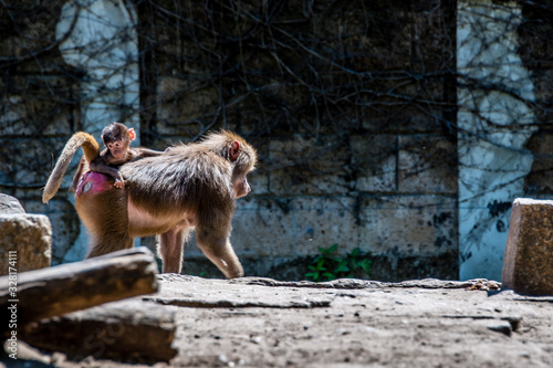 Baboon with child and brother and sister riding on mothers back