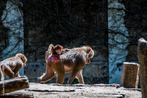 Baboon with child and brother and sister riding on mothers back