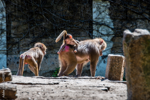 Baboon with child and brother and sister riding on mothers back