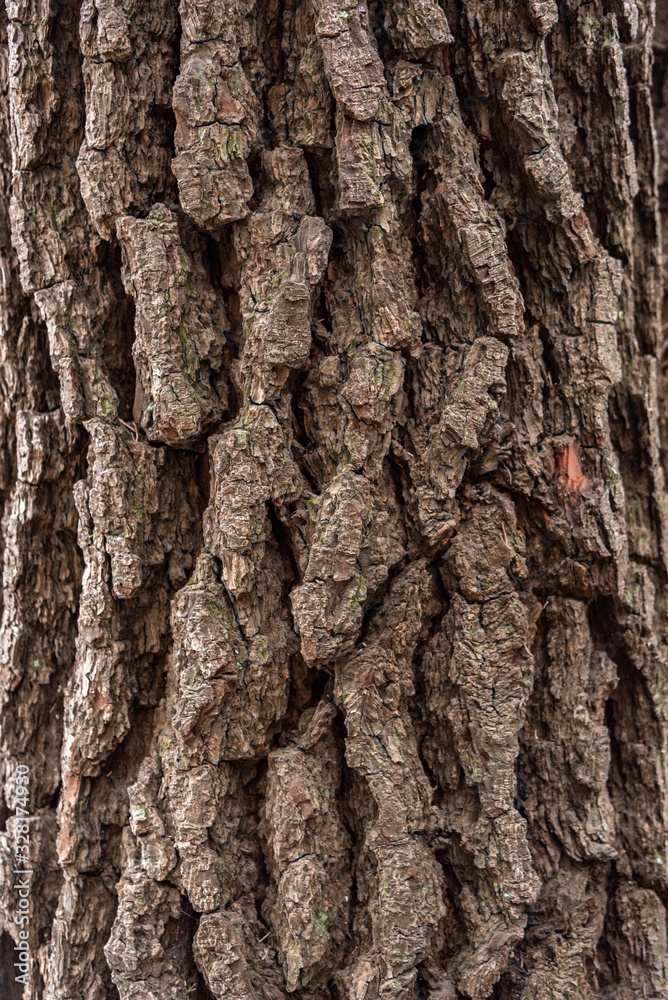 Obraz premium Wood cortex texture on a tree