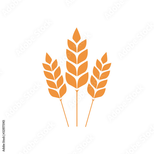 Vector wheat ears spikelets with grains. Realistic oat bunch, yellow sereals for backery, flour production design. Whole stalks, organic vegetarian food packaging element. Isolated illustration