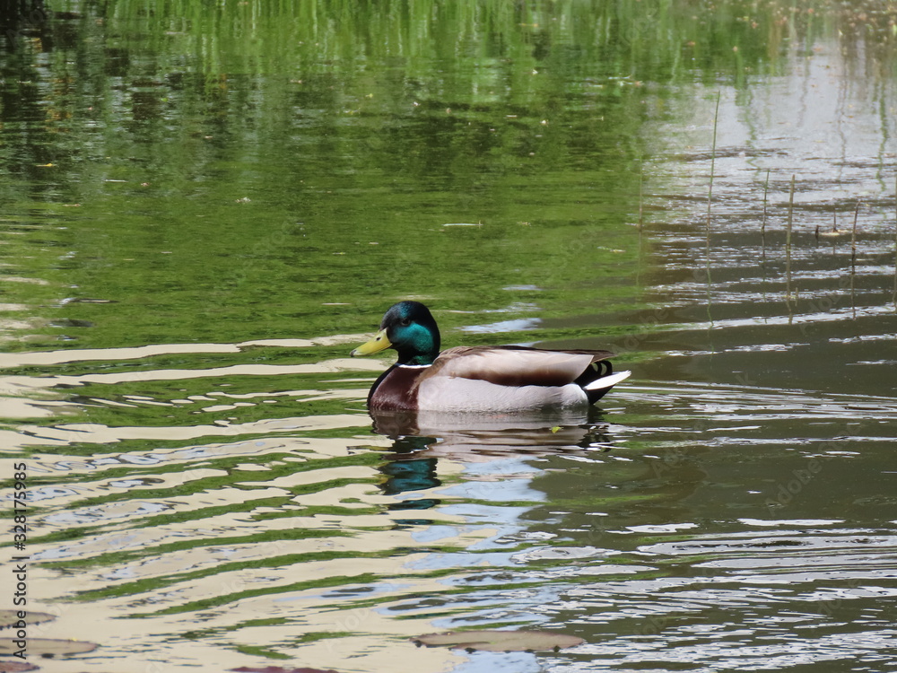 Obraz premium Mallard duck in pond