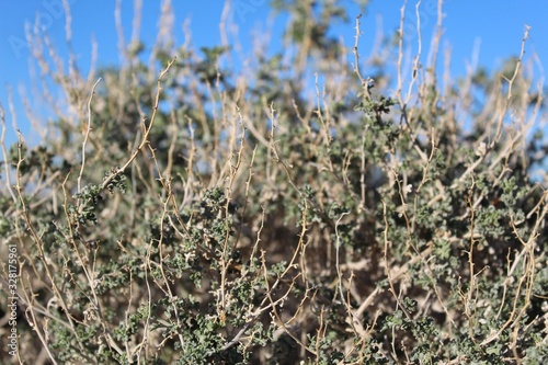 Ambrosia Dumosa, Burrobush, is a common constituent of Creosote Bush Scrub, a native Plant Community of Joshua Tree National Park in the Southern Mojave Desert.