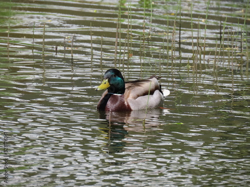 Mallard duck in pond photo