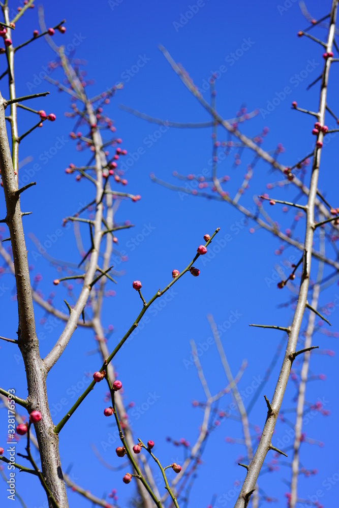 Pink flower buds of the Japanese ume apricot tree, prunus mume Pink flower buds of the Japanese ume apricot tree, prunus mume