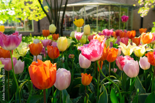 Slika na platnu Tulips and bluebell flowerbed