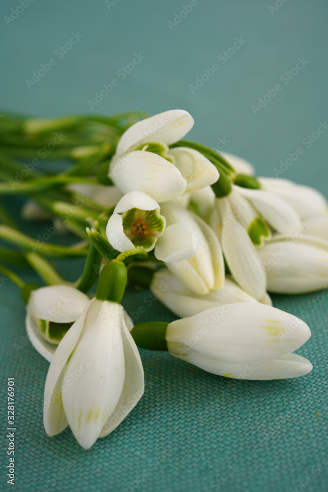 Obraz premium Stems of freshly picked white and green snowdrop galanthus flowers
