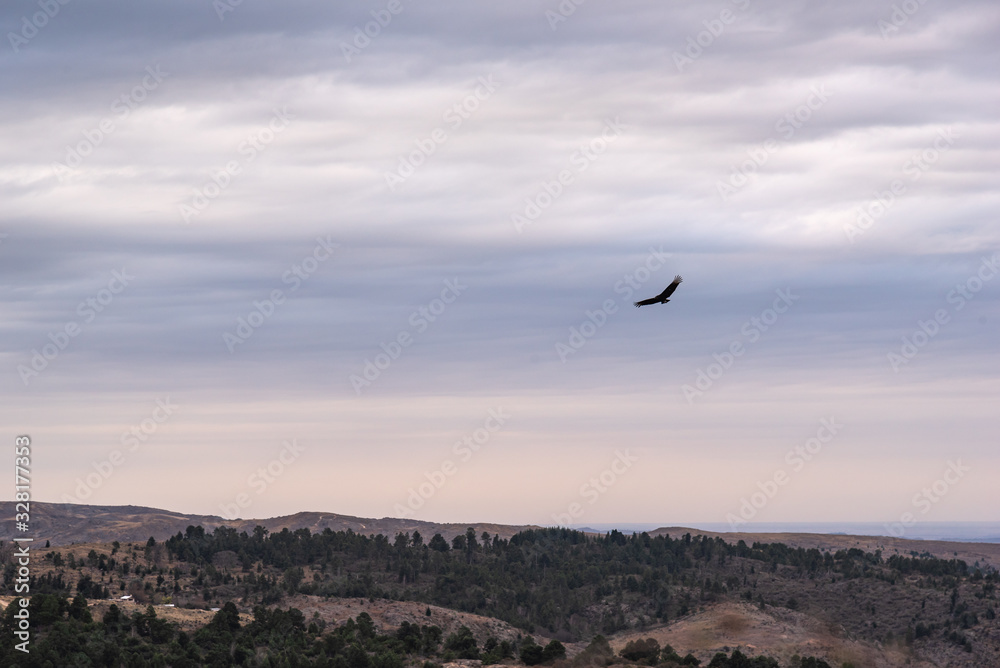 Fototapeta premium Black vulture, buzzard or black jote flying over a valley with a mountain range on the back