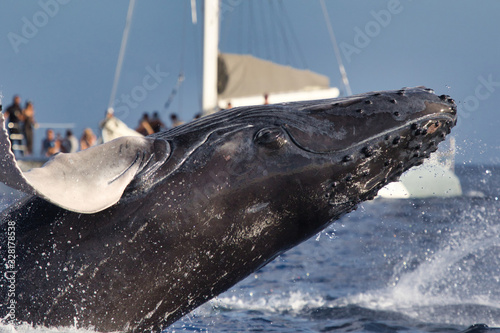 Large humpback whale entertaing whale watchers on Maui photo