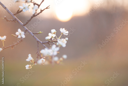 Spring blossom background. Beautiful nature scene with blooming tree and sun flare. Sunny day. Spring flowers. Beautiful Orchard. Abstract blurred background. Springtime