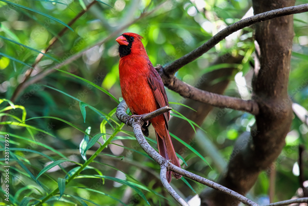 Bright red Northern Cardinal resting on a tree branch. Bright red Northern Cardinal resting on a tree branch.