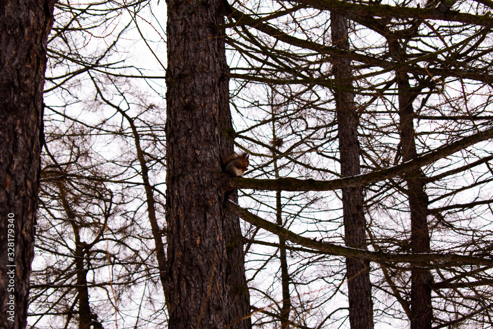 fluffy squirrel sits on a tree in the forest and gnaws a nut fluffy squirrel sits on a tree in the forest and gnaws a nut