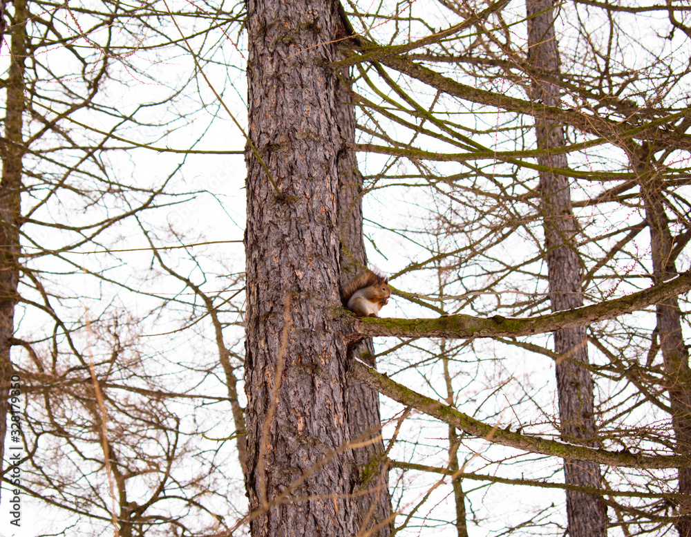 fluffy squirrel sits on a tree in the forest and gnaws a nut fluffy squirrel sits on a tree in the forest and gnaws a nut