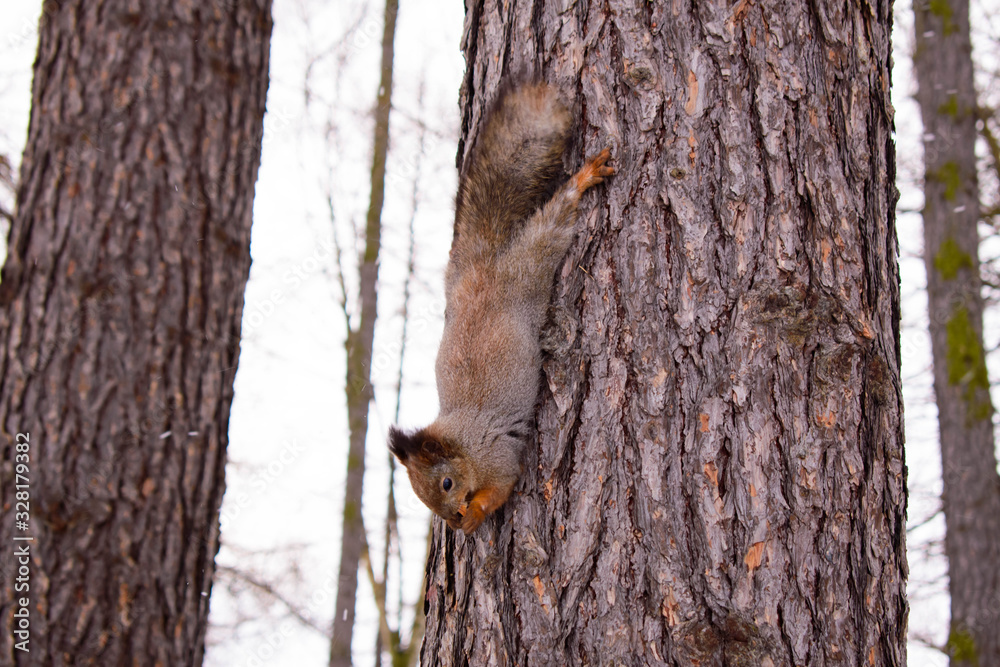 Obraz premium fluffy squirrel descends from a tree in the forest and gnaws a nut