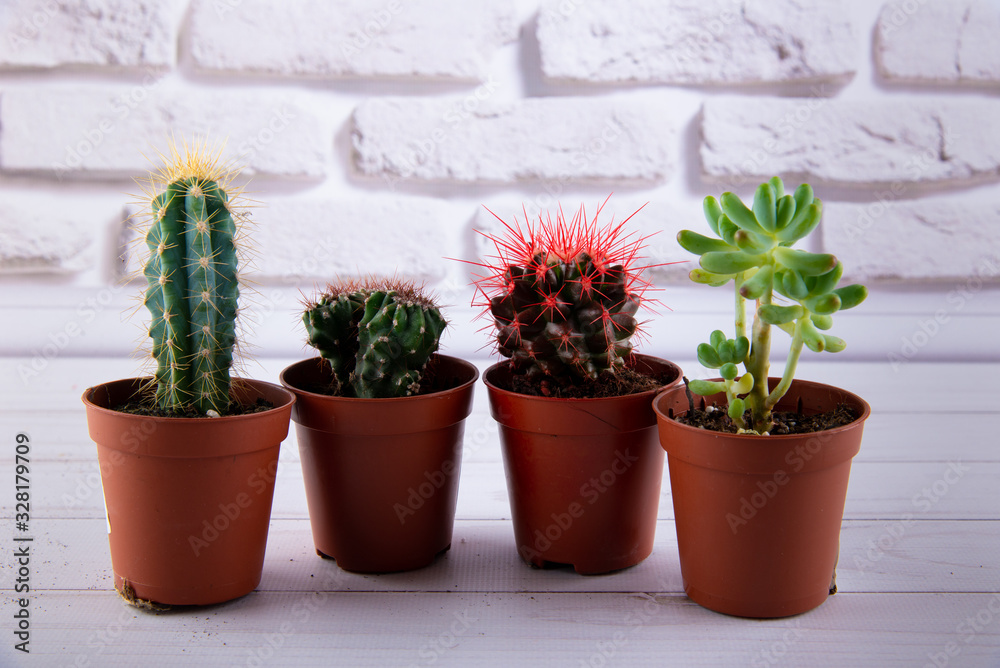 Succulents in plastic pots staying on white wooden table against brick wall.