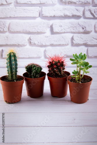 Vertical photo. Four small cactus, succulents growing in brown plastic pots © virginna