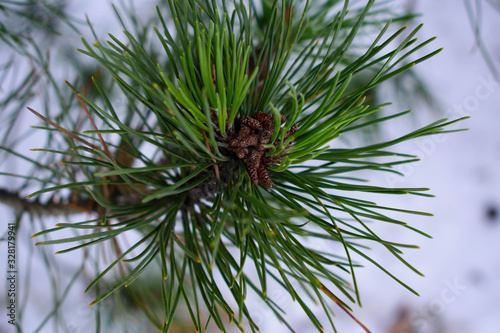  pine branch with cone on a snow background