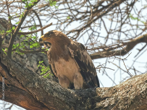 side view of a tawny eagle in a tree at tarangire