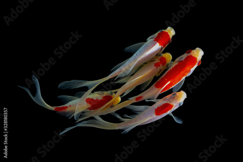 Koi fish, japanese carp and asian traditional symbol, Chinese goldfish vector. Underwater animals with stains and flippers swimming in garden pond. Exotic aquarium, oriental nature and water fauna