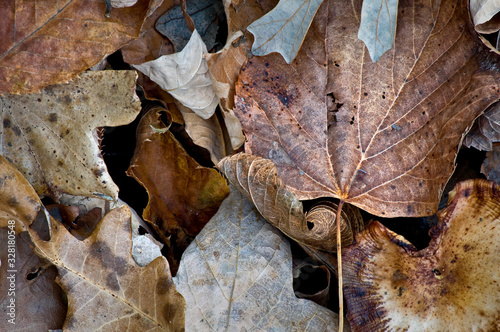 Fallen autumn leaves form natural abstract patterns on the forest floor.