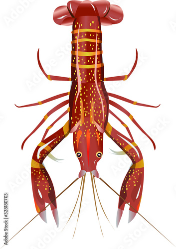 Vector illustration, crayfish.  Vector delicacy river lobster, langoustine or spiny lobster or crustacean delicacies isolated on white background.