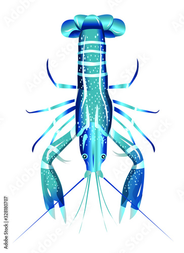 Vector illustration, crayfish.  Vector delicacy river lobster, langoustine or spiny lobster or crustacean delicacies isolated on white background.