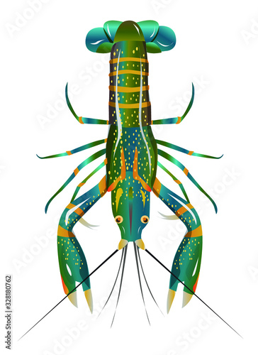 Vector illustration, crayfish.  Vector delicacy river lobster, langoustine or spiny lobster or crustacean delicacies isolated on white background.