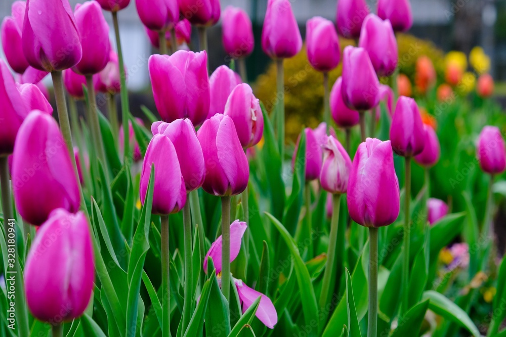 tulip flower in garden tulip flower in garden