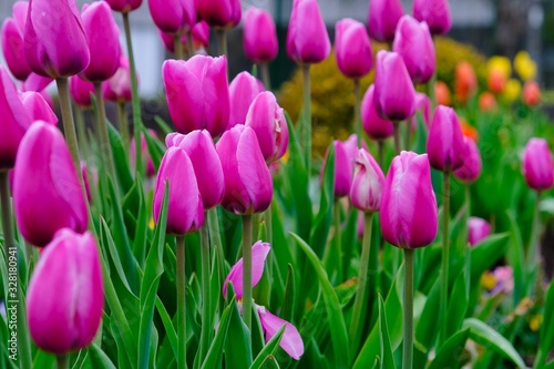 tulip flower in garden