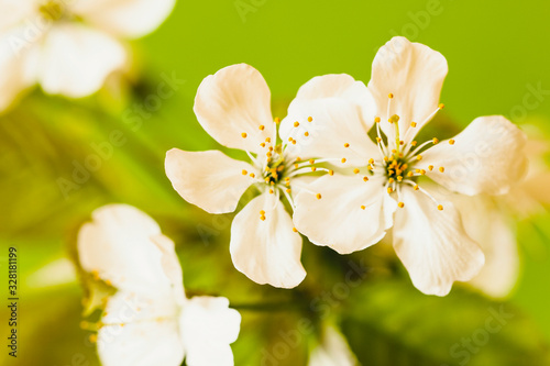 white flowers of apple tree