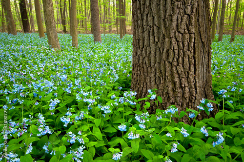 A spring carpet of virginia bluebells in a Midwest woodland.