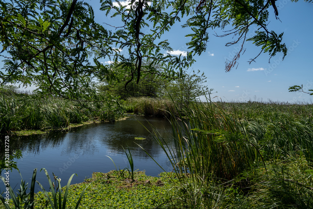 Panoramic view of a wetland or pond on a clear day in summer